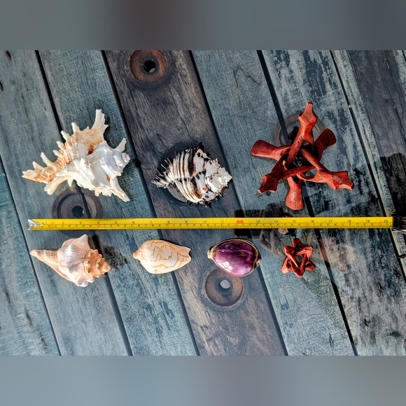 Seashell Collection - Picture 2 of 8